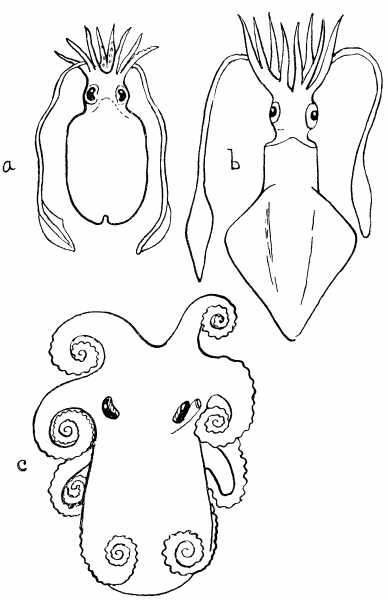 Fig. 22.(a) Sepia officinalis, after
Tryon, "Cephalopoda".
(b) Loligo vulgaris, after Tryon.
(c) The position usually adopted by the resting Octopus, after
Tryon.